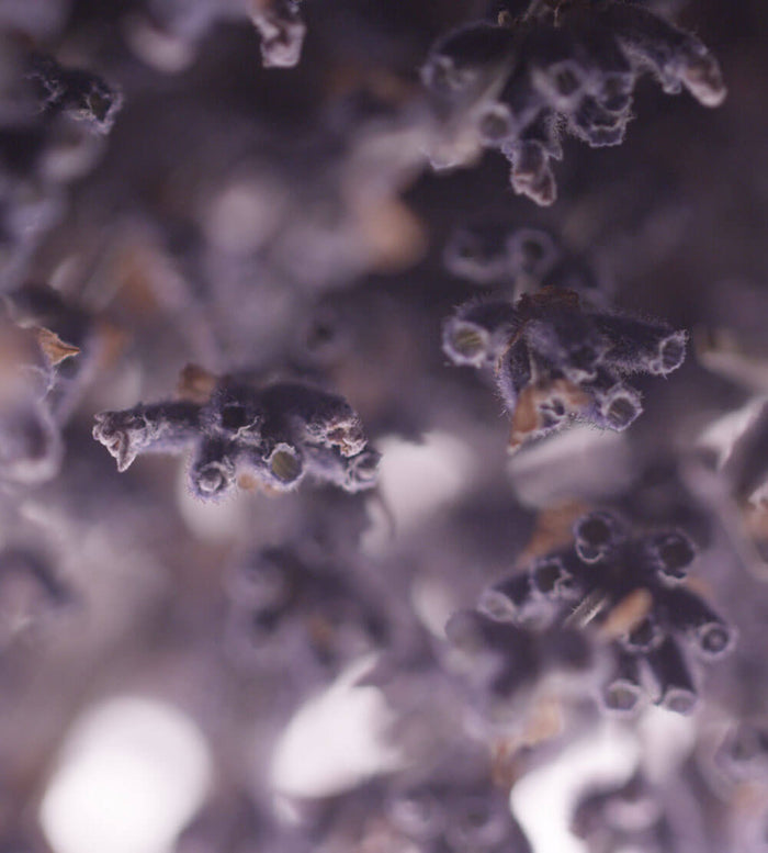 Close-up image of purple lavender flowers with a soft, dreamy focus, highlighting their delicate texture and muted colors. The background and edges are blurred, creating an abstract, ethereal effect.